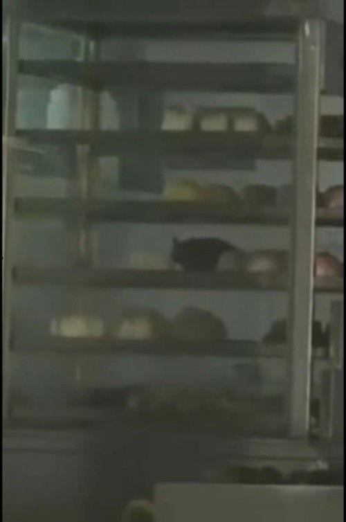 后厨爆料超哥视频,超哥视频背后的真实故事 第2张 后厨爆料超哥视频,超哥视频背后的真实故事 第2张